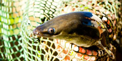 Eels in net